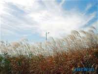 가을바람에 날리는 억새