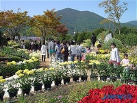 거제서 가을꽃 한마당 축제 즐겨요