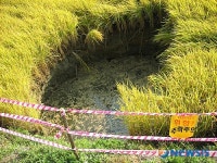 음성 금왕서 논 지반침하