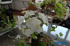 청주교도소장실 꽃사과 꽃 활짝