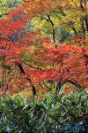 아름다운 단풍과  파란산죽