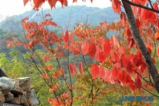 가을을 물들이는 청운공원