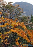 가을 내려온 서울 도심의 공원