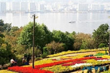 돝섬 해상유원지는 온통 국화꽃 향기