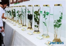 토종약초 둘러보는 관람객들