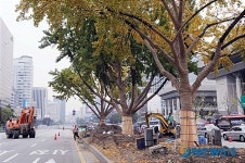 다시 못볼 세종로 중앙분리대 은행나무