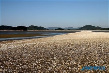 영광 해변가 조개모듬 장관