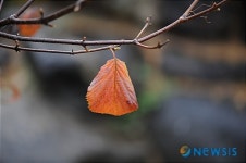 외로운 마지막 잎새