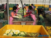괴산절임배추 인기