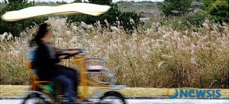 제주 억새밭 추억