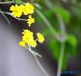 청계천 담장의 노란국화