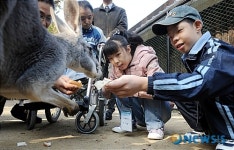 캥거루 먹이주는 브니엘의 집 어린이들