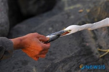 생물종 사진공모전 입선, 우수상, 권용하씨의 쇠백로