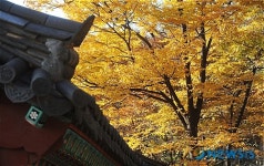 가을 봉원사 풍경