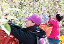 직접따서 먹는 사과 맛도 일품