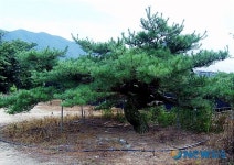 청송의 대룡초교 추억의 소나무