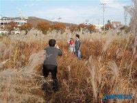 청주 무심천변에서 가을정취 느껴보세요