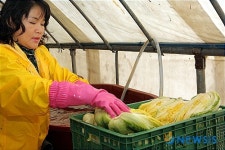 세척한 배추 정리