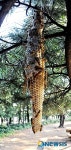 잣나무에 매달린 뱀허물 쌍살벌-09월07일