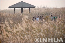 8천만 그루 갈대 습지공원