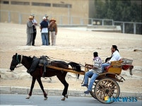 <고명진의 세계여행-이집트(2)> 마차 타고 피라미드 관광