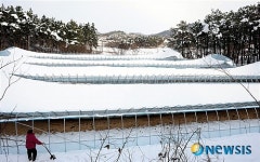 하우스 폭설에 기우뚱