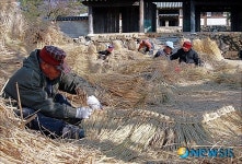 이엉 엮기로 분주한 청풍 노인들