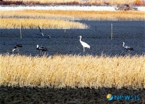 희귀 철새 시베리아 흰두루미 순천만 첫 둥지