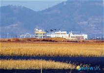 순천만 찾아온 시베리아 흰두루미