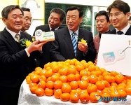 "최저 당도 12brix의 최고품질, 코엑스 제주감귤 직거래매장으로 오세요"