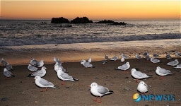 <송기자 여행사진> 대왕암 여명속의 갈매기