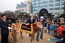 유성구청에 송아지 한 쌍 보러오세요