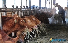 <희망을 연다>한우육종농가의 아침