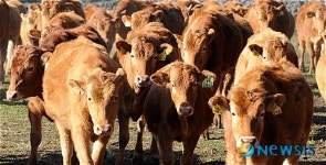 <희망을 연다>황소처럼 힘차게