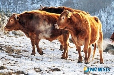 <희망을 연다>황소처럼 의연하고 씩씩하게