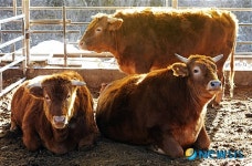 다하누촌의 명품토종한우