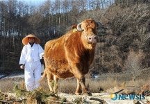 제가 다하누 명품 토종한우!