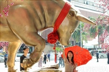 음력 설 앞두고 말레이시아엔 황금송아지가 가득