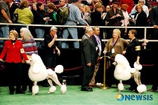 <뉴욕스케치>출전 대기중인 애견