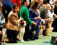 <뉴욕스케치>제133회 웨스터민스터 애견쇼