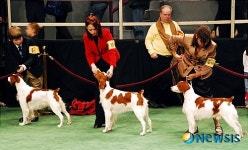 <뉴욕스케치>마지막 점검받는 애견들