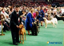 <뉴욕스케치>제133회 웨스터민스터 애견쇼