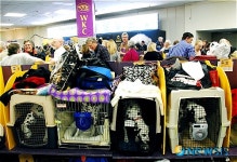 <뉴욕스케치>애견쇼 대기실 풍경