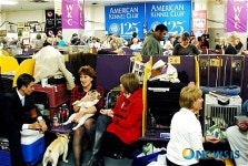 <뉴욕스케치>애견쇼 대기실 풍경