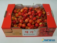 경주시 으뜸 농산물로 체리 육성