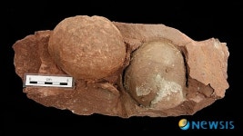 화성시 삼존리 둥지화석