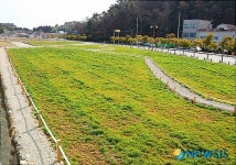 통영시 도남동의 꽃양귀비 조성 단지