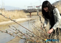 제천 하소천에 만개한 버들강아지