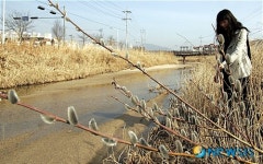 하소천에 찾아온 봄