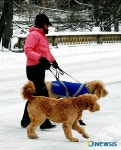 <뉴욕스케치>“애견들도 눈 구경 나왔어요”